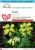 SAFLAX Dárková sada - pastýř - Primula veris - 100 Semena - Náhled obrázku produktu 1