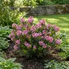 Bloomique - Lot de 2 - Rhododendron Bloombux Magenta - Voir les images du produit 3