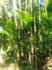 Palma di açaí (Euterpe oleracea)  - 2 semi Anteprima dell’immagine prodotto 4