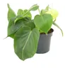 Gardners Philodendron scandens, priemer 12 cm Náhľad obrázku produktu 3