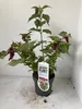 Leycesteria formosa - Karamellbeere | 40-50 cm im Topf Produktbild-Vorschau 2