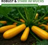 Zucchini Gold Rush F1 Samen - Cucurbita pepo - Produktbild-Vorschau 6