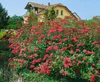Spiraea japonica 'Anthony Waterer', Rote Sommerspiere, Produktbild-Vorschau 12