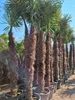 Palme Hanfpalme Trachycarpus Fortunei ca. 270cm - 300 cm – Produktbild-Vorschau 10