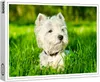 raxxa Premium-Puzzle "Weißer west Terrier", 1000 Teile Produktbild-Vorschau 1