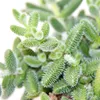 Concombre - Delosperma echinatum - pot de 12cm Voir les images du produit 3