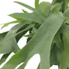 Meergroothandel Platycerium Hirschhorn (fougère corne de Voir les images du produit 3