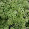 Grüner Schlitzahorn Emerald Lace - Acer palmatum  40-80 cm Produktbild-Vorschau 2