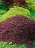 Acer palmatum 'Crimson Queen', Japanischer Ahorn, rot, Produktbild-Vorschau 1