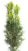 Tis sloupovitý Taxus fastigiata - Robusta - 50 - 60 cm Náhled obrázku produktu 1