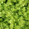 6 x penízovka  - Lysimachia nummularia 'Aurea'  | Květináč Náhled obrázku produktu 2