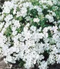 BALDUR Garten 4er Winterharter Bodendecker Phlox-Mix Produktbild-Vorschau 5