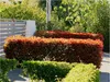 Stauden Gänge 10 x Photinia fraseri 'Little Red Robin' - Produktbild-Vorschau 1