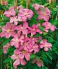 Clematis Hybrid 'Comtesse de Bouchaud', rosa Blüten, 40–60 Produktbild-Vorschau 10