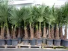 3 Stück XXL+ Palme winterhart 190 - 220 cm Trachycarpus Produktbild-Vorschau 7