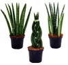 Sansevieria cylindrica – elegantní sada 3 kusů v květináči Náhled obrázku produktu 1