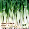 Samenliebe  Lauchzwiebel Samen | Ischikrona - winterhart - Produktbild-Vorschau 4