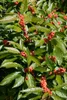 Ilex verticillata, Winterbeere, 60–80 cm, leuchtend rote Produktbild-Vorschau 3