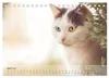 Katzen 2027 Bezaubernde Samtpfoten (Tischkalender 2027 DIN Produktbild-Vorschau 7
