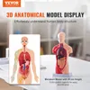 A 3D anatomical model display with text overlays and a miniature human torso model. Podgląd zdjęcia produktu