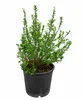 Myrtus communis (struik), circa 50 cm hoog – Echte Productafbeelding-voorbeeld 4