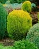 Chamaecyparis lawsoniana 'Erecta Aurea', Gelbe Produktbild-Vorschau 4