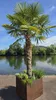 A potted palm tree stands on a paved area next to a body of water, with trees and a blue sky in the background. Produktbild-Vorschau