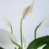 Friedenslilie - Einblatt - Spathiphyllum 'Lima' - Höhe Produktbild-Vorschau 3