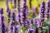 Agastache rugosa 'Black Adder', Duftnessel, violett, ca. Produktbild-Vorschau 8