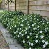Plants by Frank | 24 Weißes Immergrün Pflanzen | Vinca Produktbild-Vorschau 2