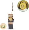 Green boutiQ - Obst Pflanze - Actinidia deliciosa Golden Produktbild-Vorschau 1