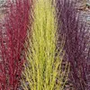 Green boutiQ - Heesters - Cornus alba Tricolour - Mix van Voir les images du produit 4