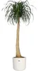 ELHO Coperchio B.For Soft Round 35 cm, bianco Anteprima dell’immagine prodotto 11
