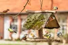 Several small birds are gathered around a wooden bird feeder hanging from a branch. Produktbild-Vorschau