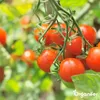 Hühnermist Pellets (10 kg für 100 m2) - Organifer Produktbild-Vorschau 2