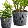 Two potted plants in decorative gray pots against a white background. Produktbild-Vorschau