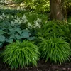 Stauden Gänge 3 x Hakonechloa macra im 1 Liter Topf - Produktbild-Vorschau 7