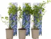 Blaubeere - 6 Stk - Vaccinium corymbosum 'Sunshine Blue' - Produktbild-Vorschau 1