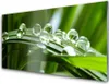 Acrylglasbilder 100x50 Wandbild Druck Gras Tautropfen Produktbild-Vorschau 1
