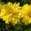 6 x Geschlitztblättriger Sonnenhut  - Rudbeckia laciniata Produktbild-Vorschau 2