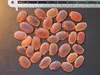 Goldblatt-Bauhinia (Phanera aureifolia) - 3 zaden Productafbeelding-voorbeeld 4