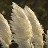 Stauden Gänge 5 x Cortaderia selloana 'White' im 1 Liter Produktbild-Vorschau 3