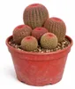 Echinocereus rigidissimus rubrispinus - zeldzame bolcactus Productafbeelding-voorbeeld 2