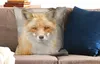 MuchoWow® Zierkissen Sofakissen Wohnzimmer Dekokissen 60x60 Produktbild-Vorschau 2