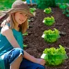 Grüne Plastik-Pflanzenschützer um Salatpflanzen in einem Gartenbeet, mit einem jungen Mädchen mit Strohhut in der Nähe Anteprima dell’immagine prodotto