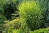 Stauden Gänge 5 x Miscanthus sinensis 'Strictus' im 1 Liter Produktbild-Vorschau 1