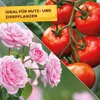 Solabiol Grundstoff Urtica Konzentrat - 1 Liter Produktbild-Vorschau 6