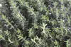 Thymus vulgaris, Echter Thymian, aromatisch, ca. 9x9 cm Produktbild-Vorschau 2