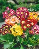 Gartenaurikel, im Topf - Primula x pubescens Produktbild-Vorschau 3