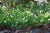 Stauden Gänge 10 x Convallaria majalis - Maiglöckchen - Der Produktbild-Vorschau 7